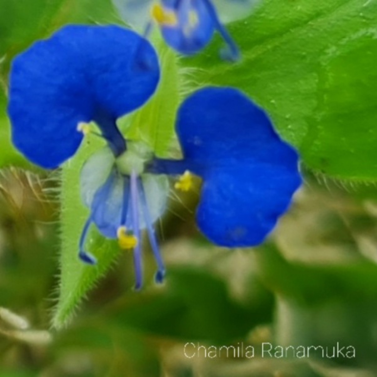 Commelina benghalensis L.